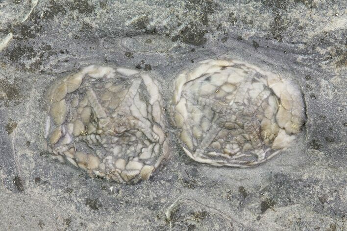 Pair Of Edrioasteroids (Hemicystites) - Kinkaid Limestone, Illinois #68879